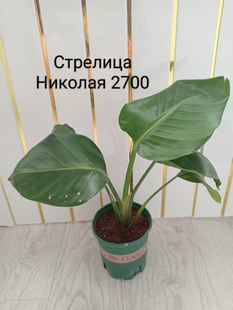 Диффенбахия, Цикас