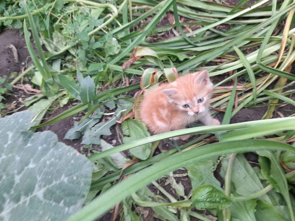 отдам котят в добрые руки