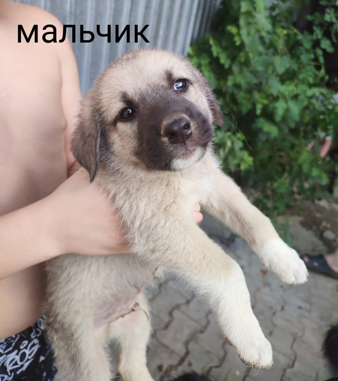 В добрые руки отдаются щенки