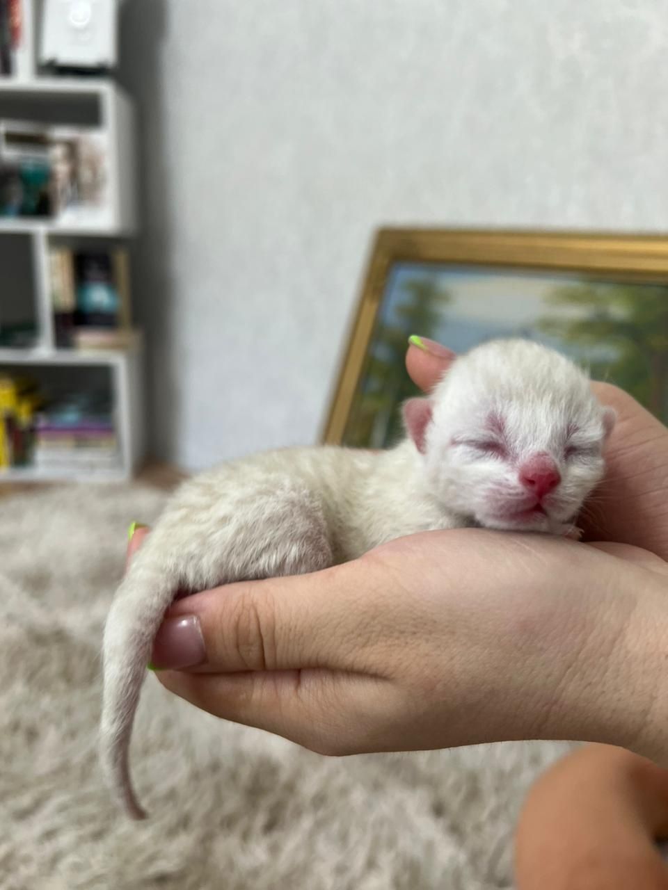 Вязка кота. Скоттиш фолд.