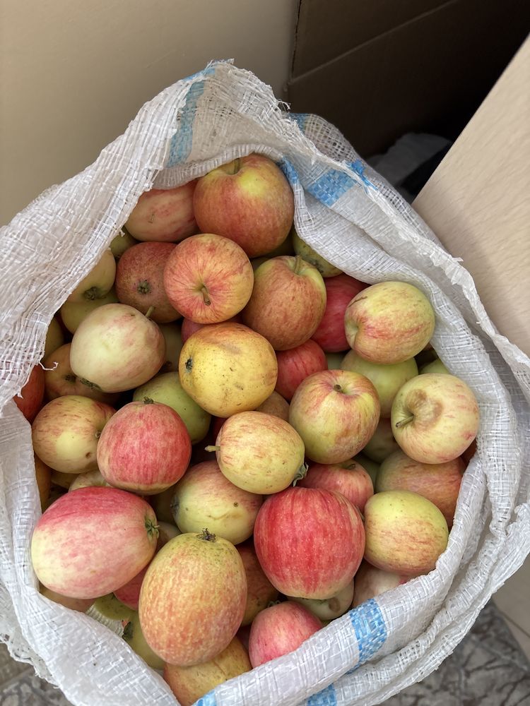 Продам яблоки дачные