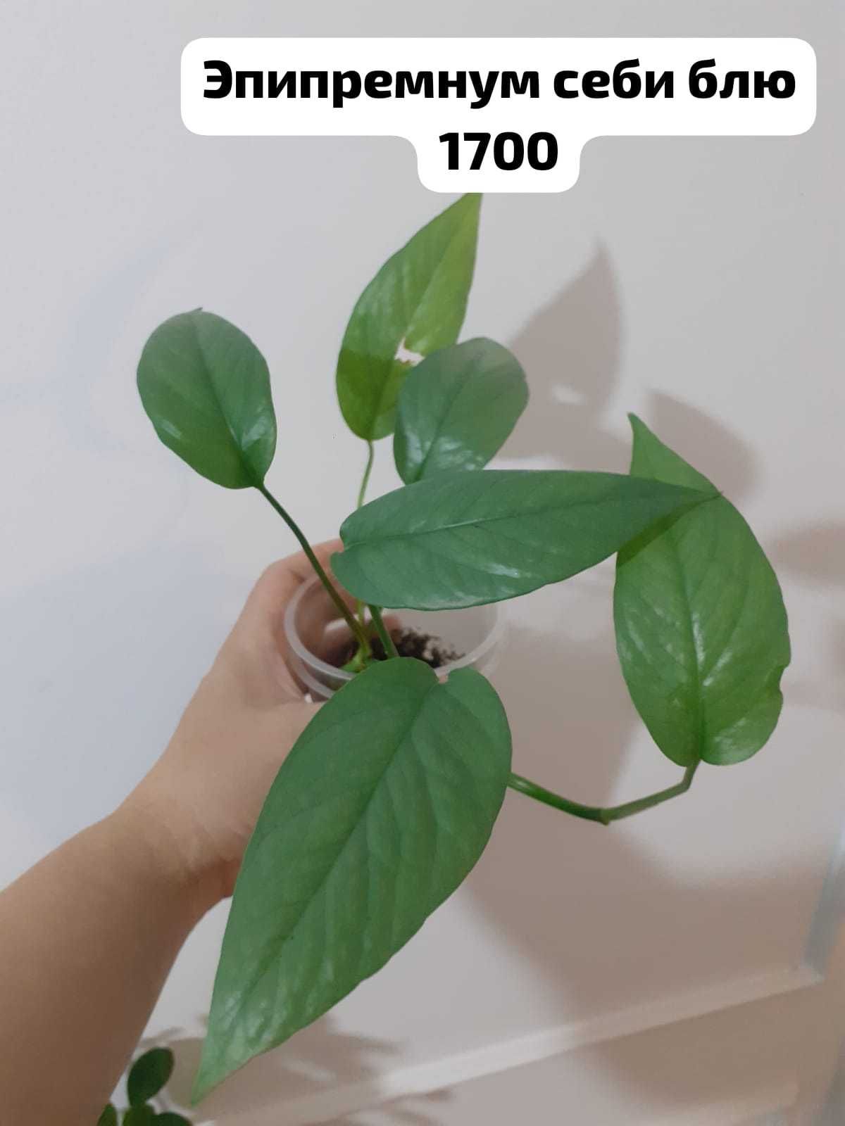 Эпипремнум себи блю
