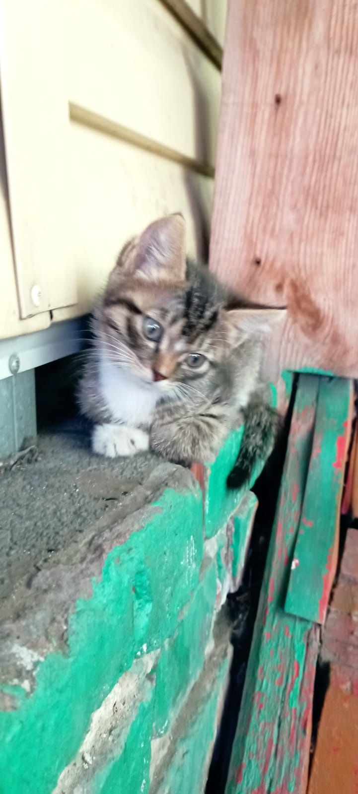 Отдам котят мальчиков