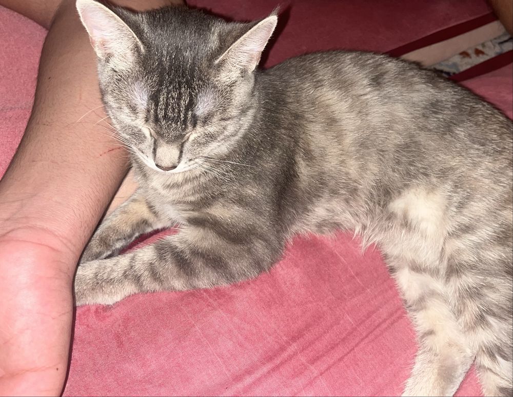 Кошка, 9 месяцев, в добрые руки