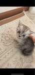 прямоухий котенок
