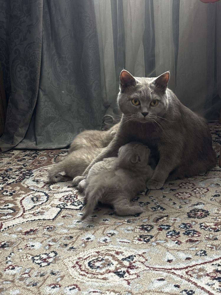 Британские котята