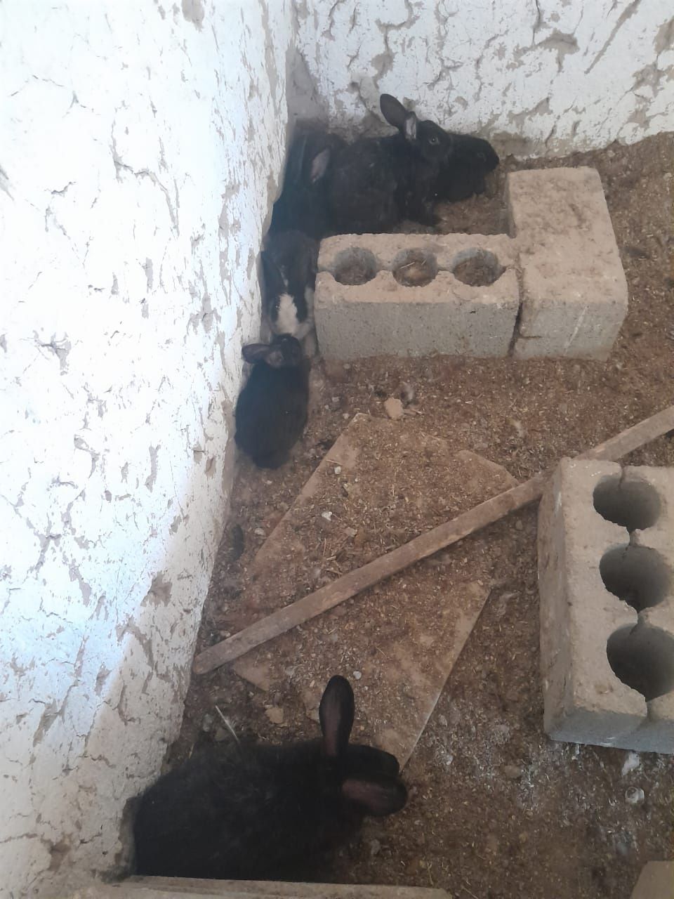 Кояндар сатылады