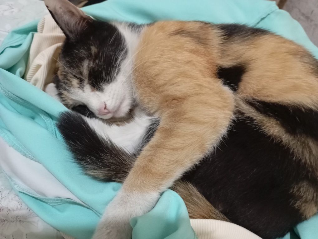 Кошка стерильная, хорошоя, приученна к латку.