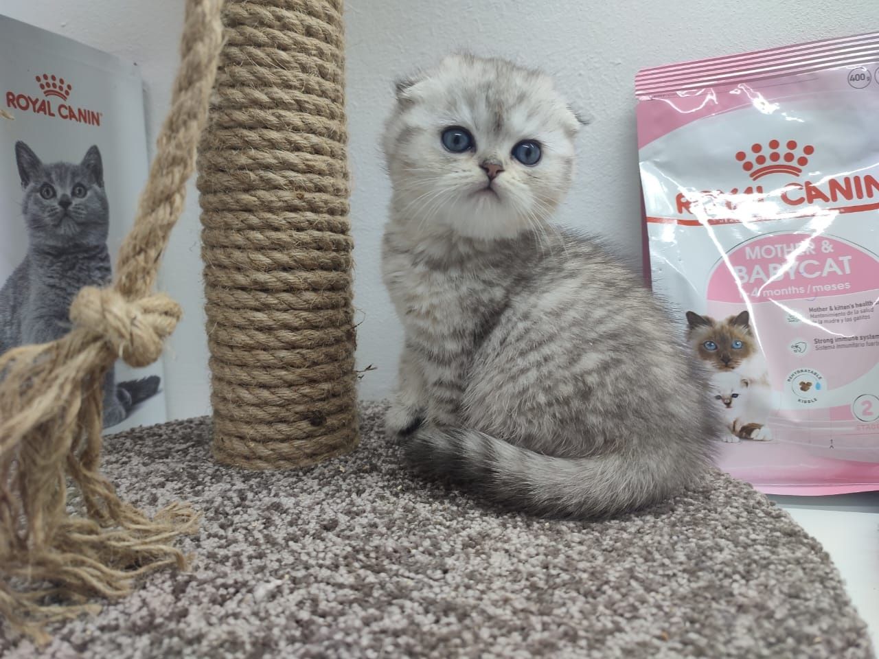 Шотландские котята вислоушки
