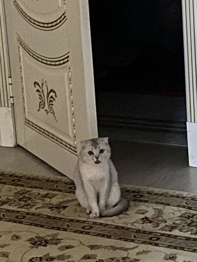 шотландский мысық 2 жаста