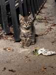 Отдам котят срочно