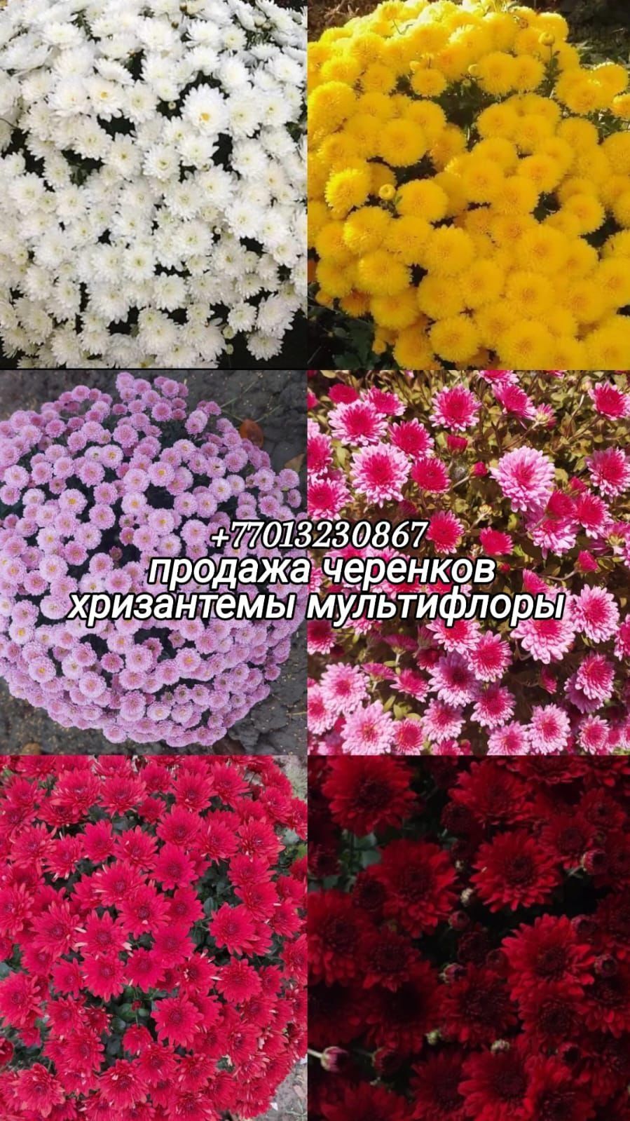 Хризантема Мультифлора