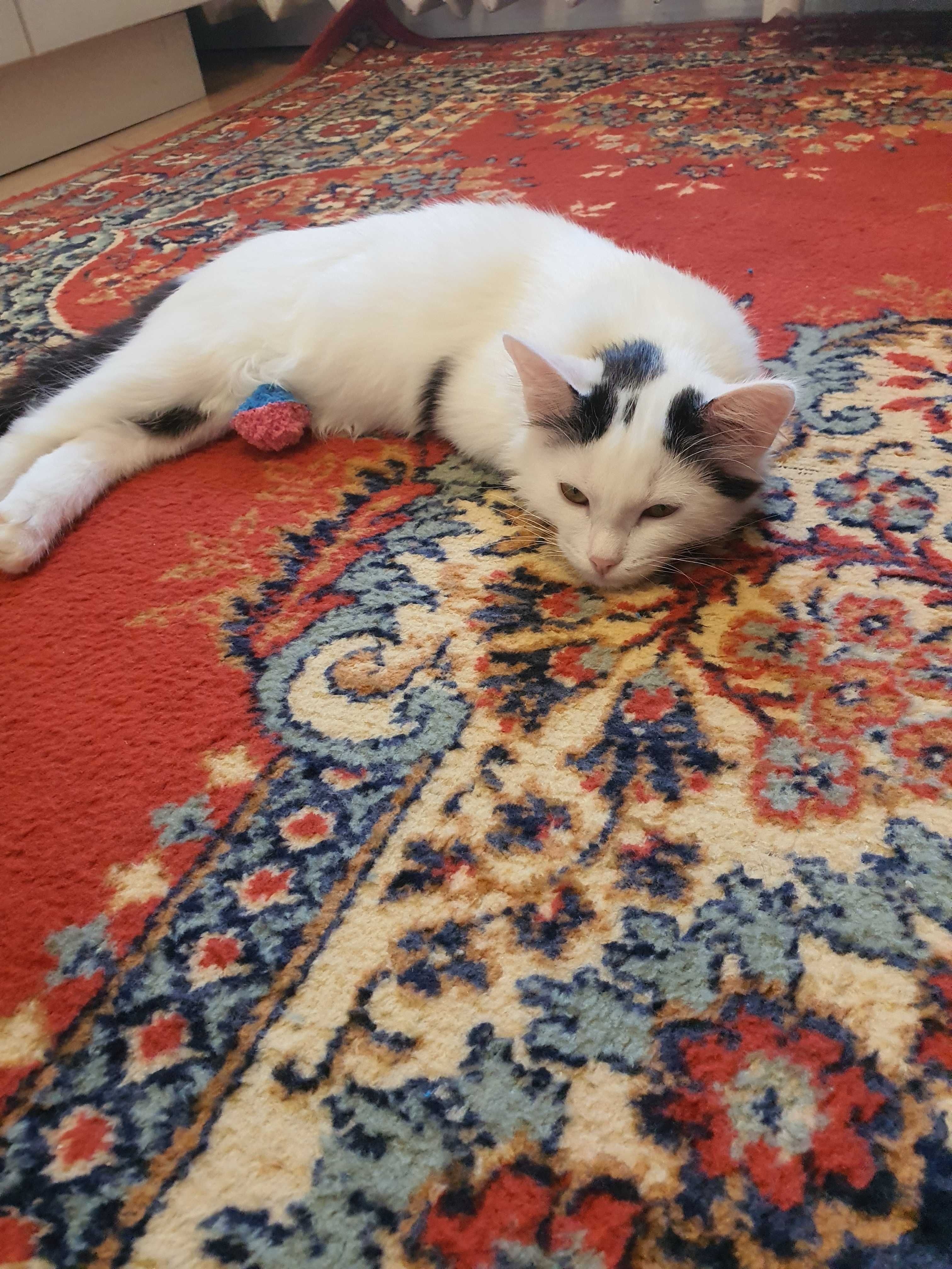 Отдам в добрые руки нежного  пушистого котенка, 4,5 мес. Снежок