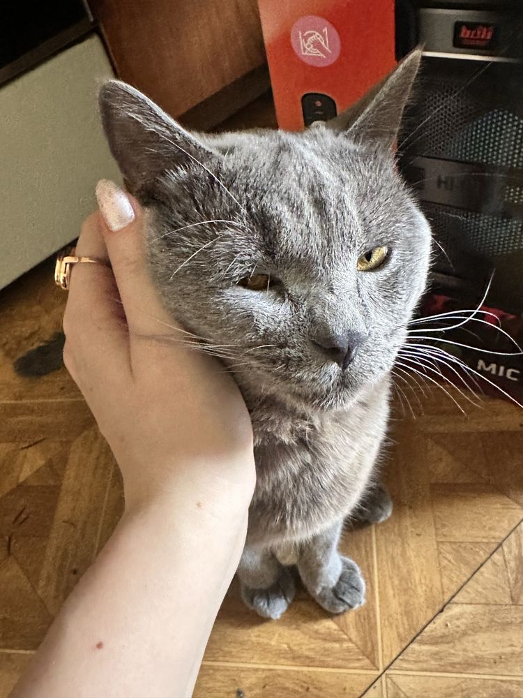 Кот Локи британский малыш