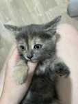 Котенок ищет дом