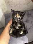 Отдам ГОЛУБОглазых котят в хорошие руки (котенок на выбор кошка/кот)