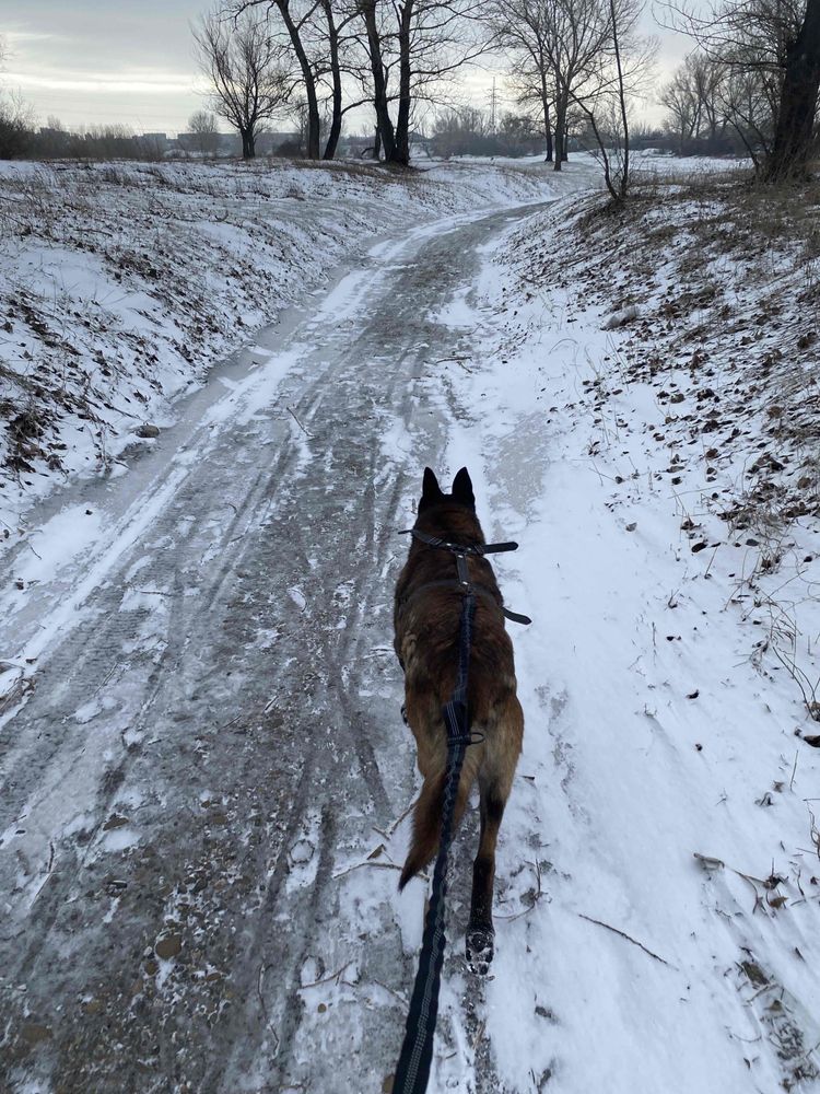 Вязка бельгийской овчарки МАЛИНУА
