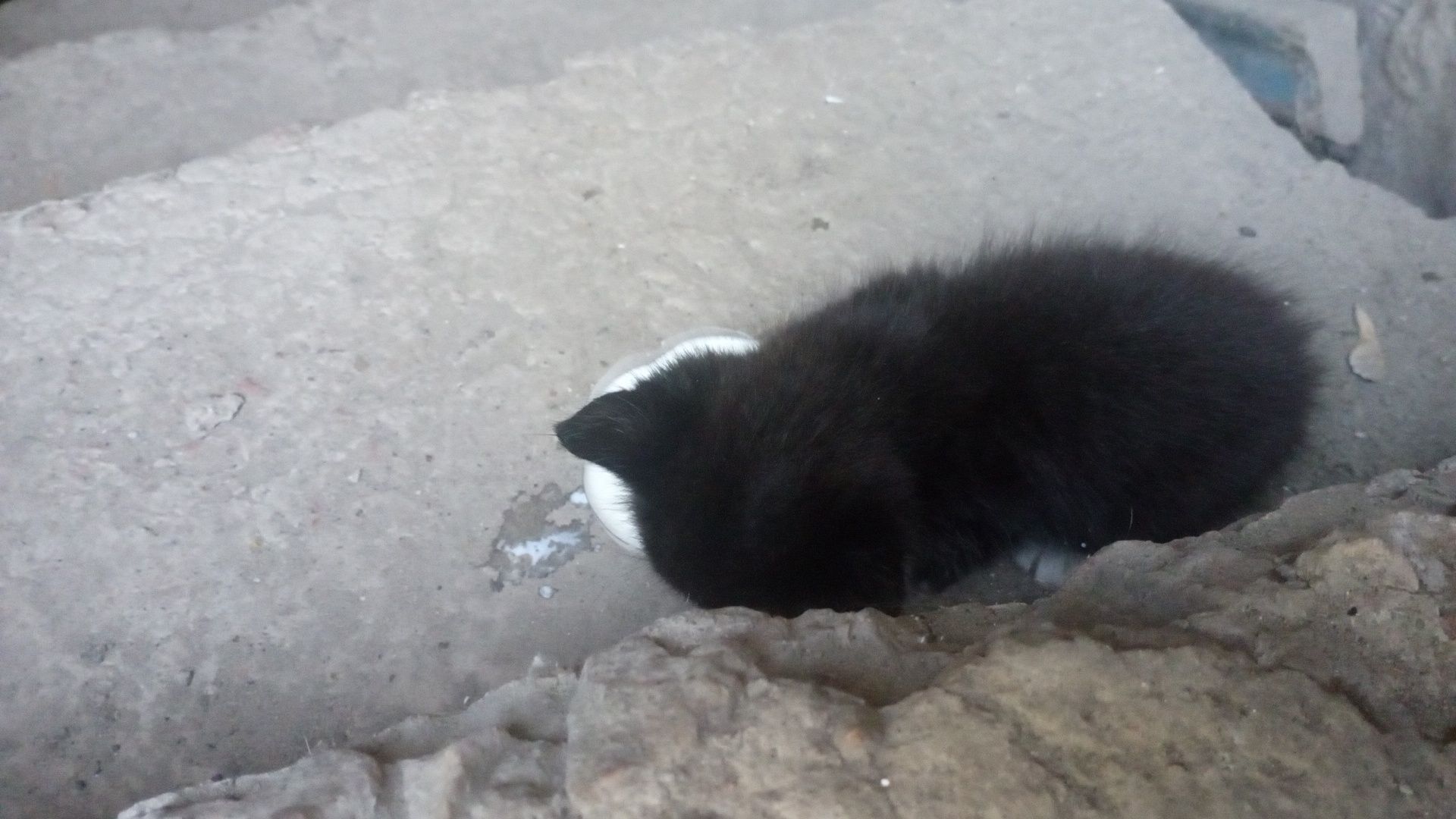 Маленький Котенок