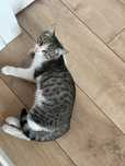 Ласковый котёнок ищет дом
