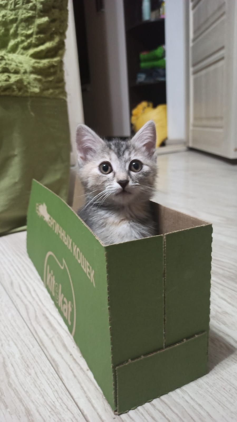 Котёночек в добрые руки