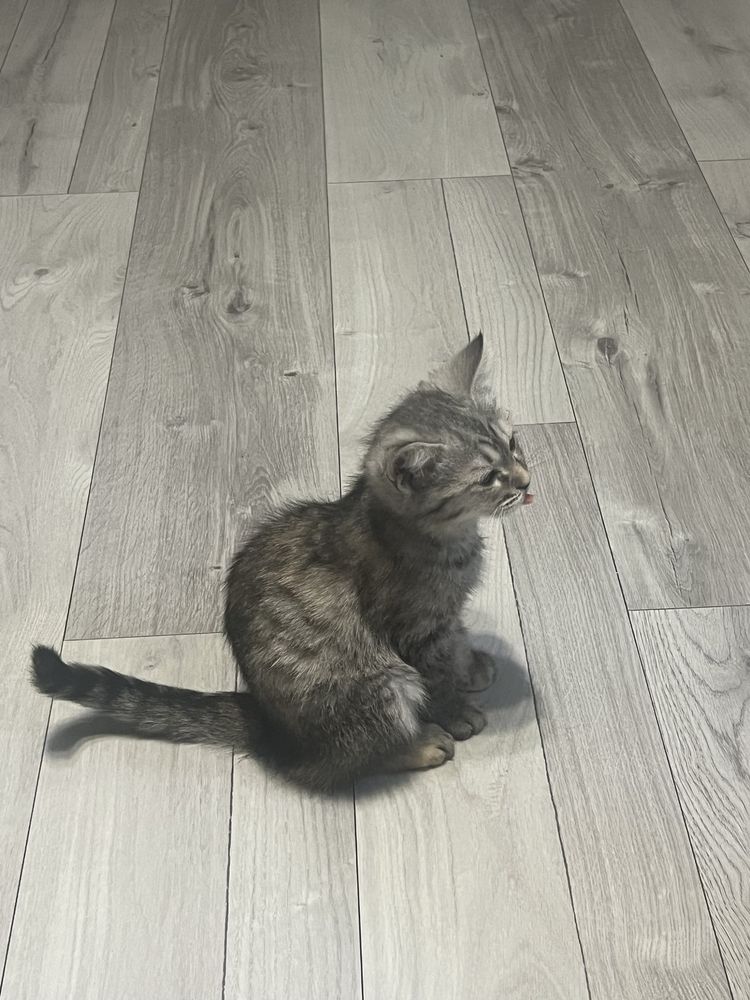 Отдадим котят в хорошие руки