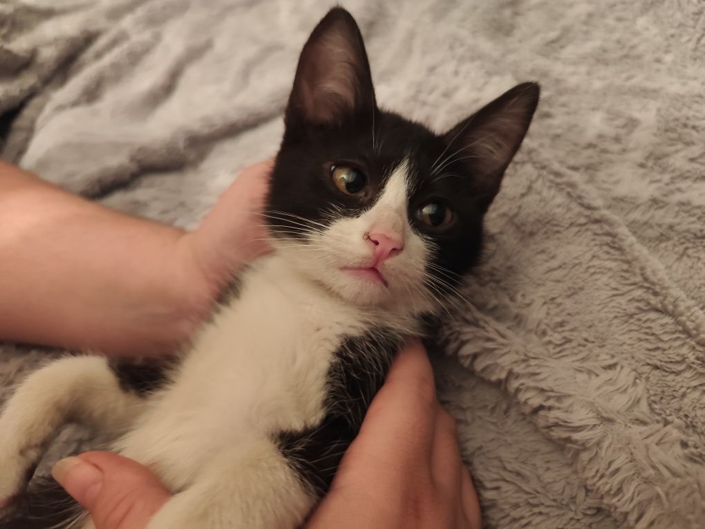 Котенок мальчик ищет дом 3 месяца