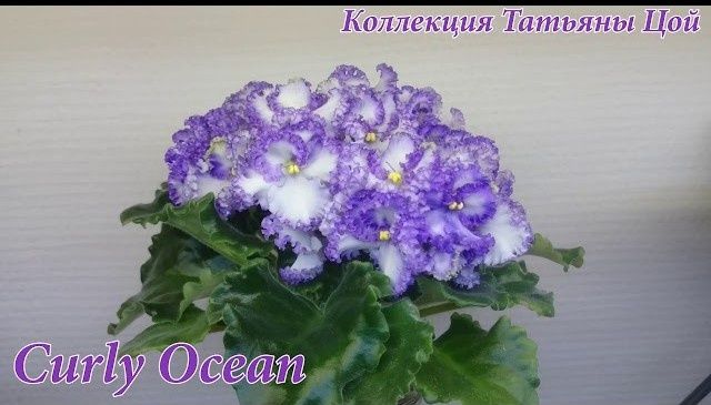 Продам набор деток сортовых фиалок