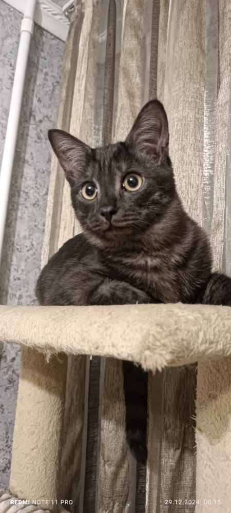 котики  подростки