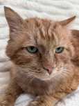 Котик ищет дом! СРОЧНО