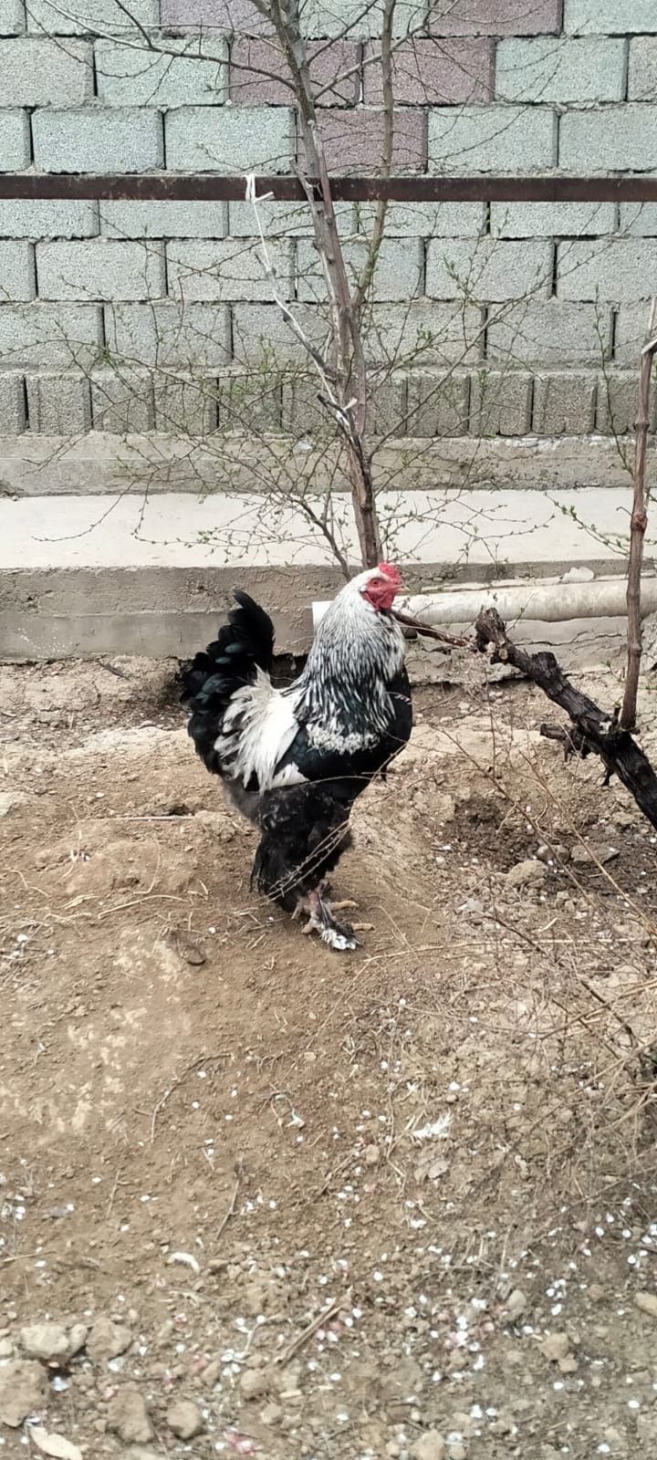 Петухи-5000 тенге