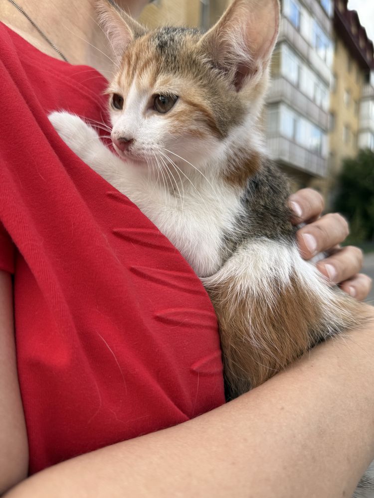 Котенок 2.5 месяца