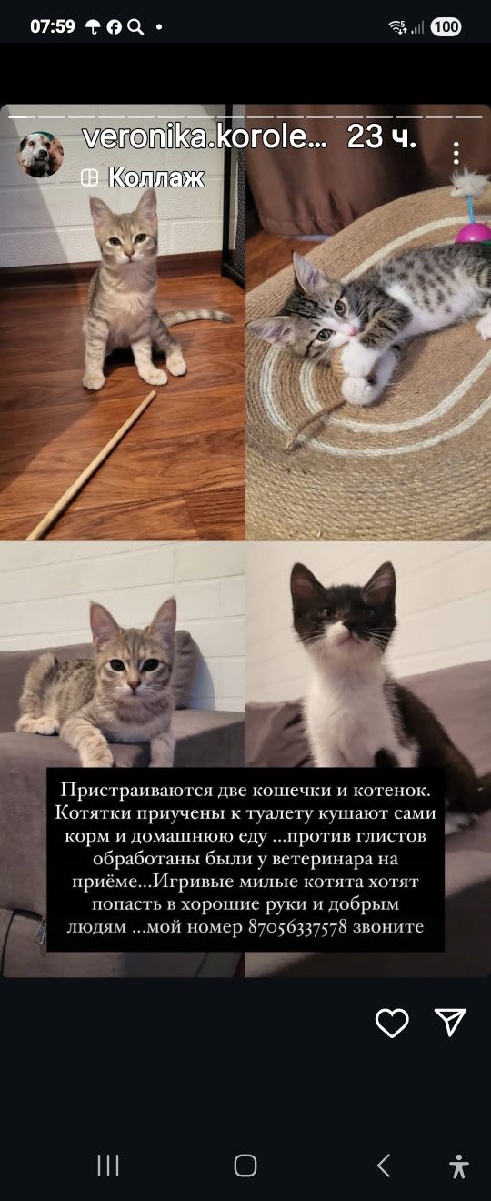 Отдам котят в хорошие руки