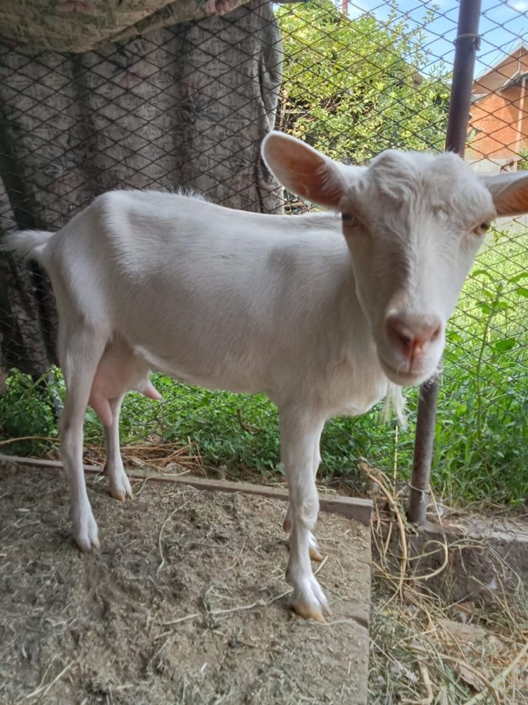 Продам козу ,хорошую..