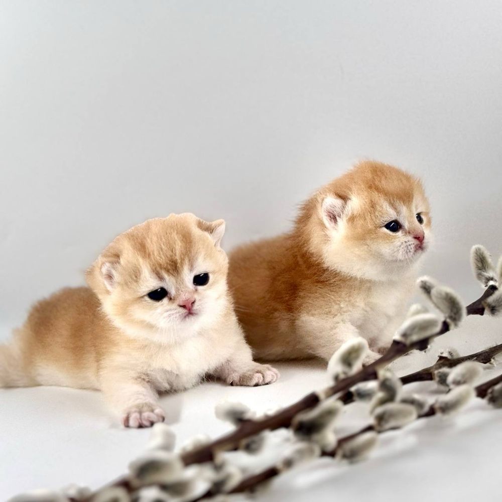 Котятки шиншилки золотинки