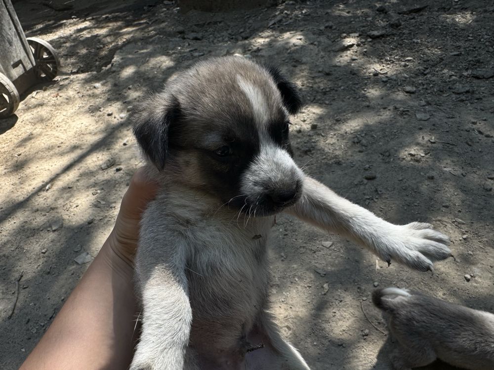 Щенки бесплатно