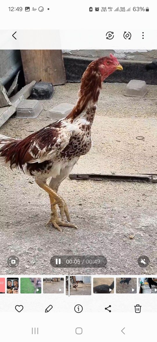 Продам Бойцового Дакана!!