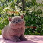 Котята чистокровные