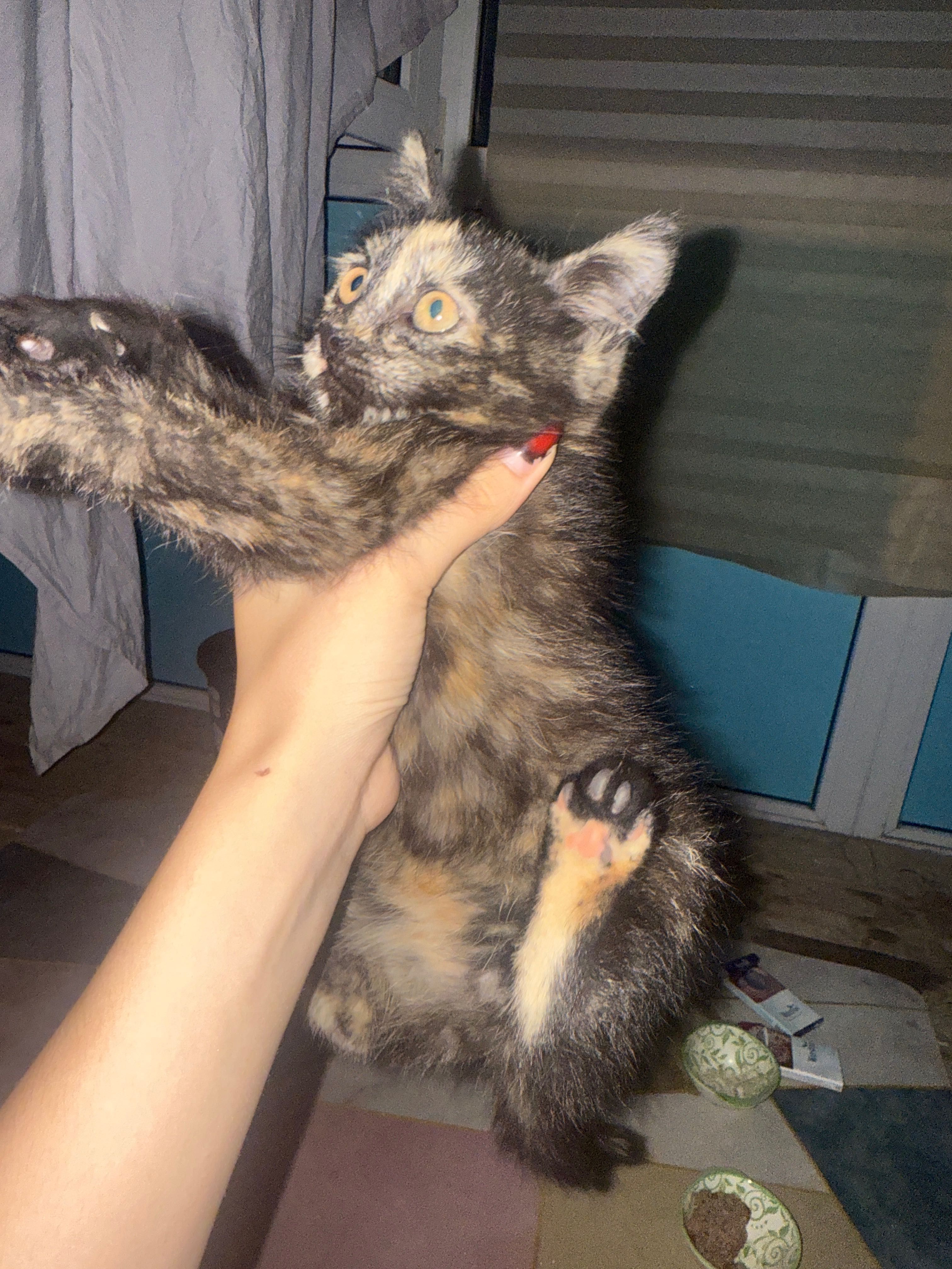 Котенок девочка , дворняжка