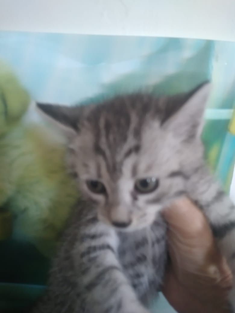 Одам в добрые руки котя