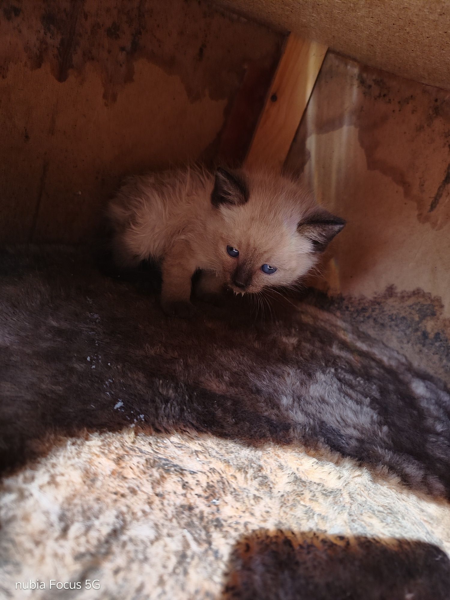 Отдам котят 2 мальчика,2 девочки