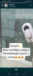 Окномойщик, район ласточки