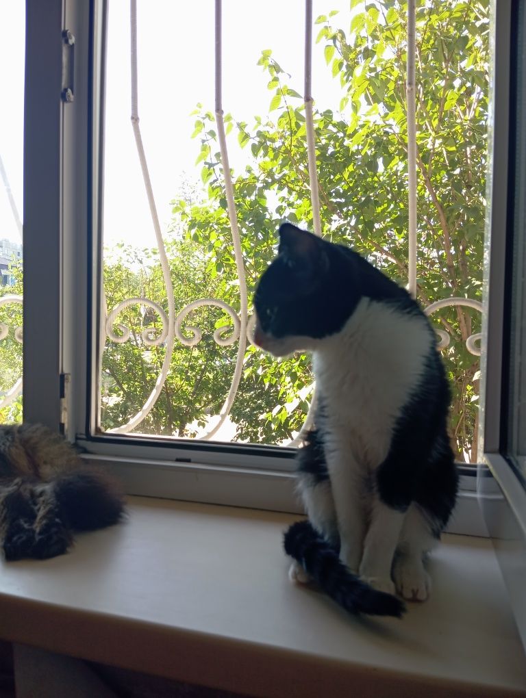 Котята , коты и кошки
