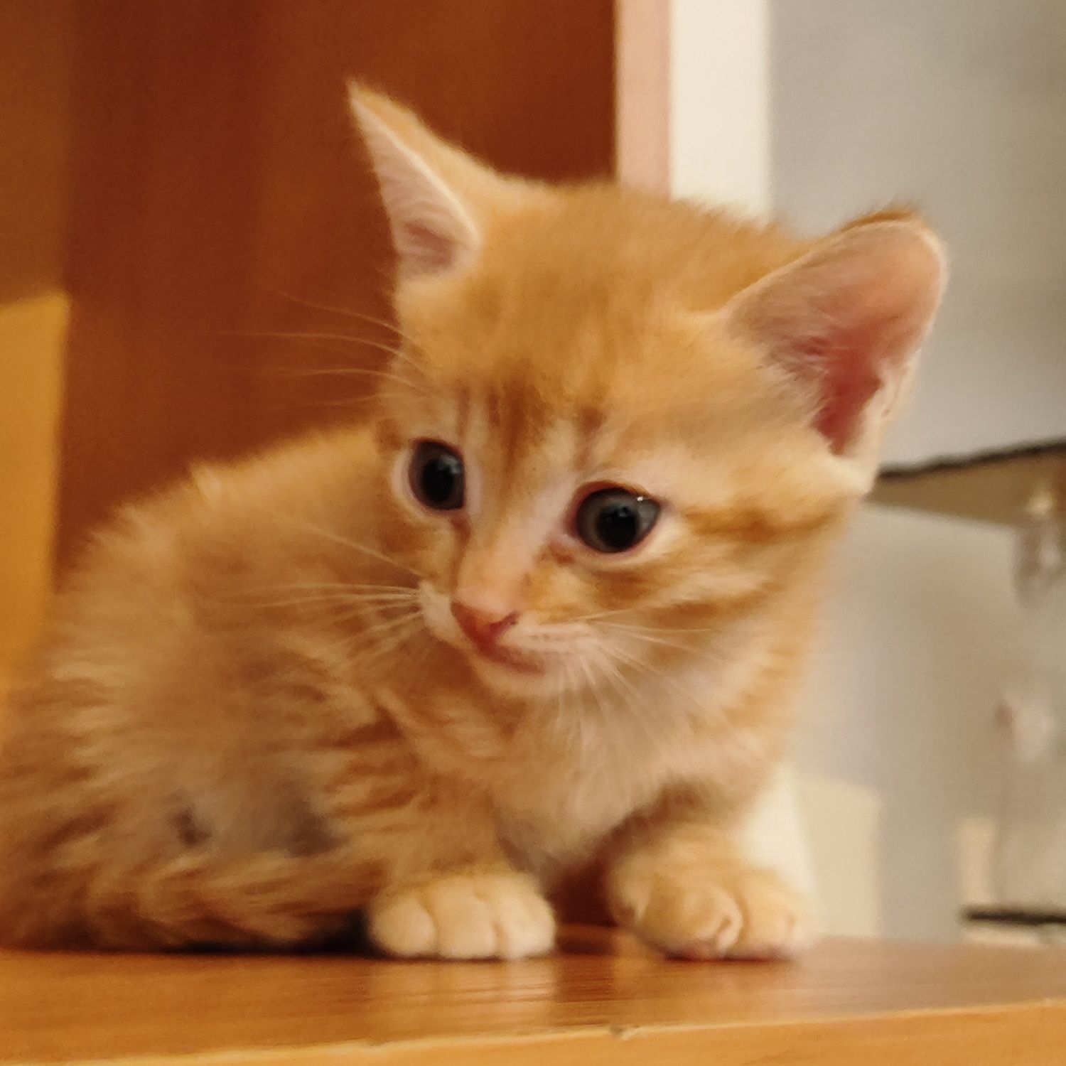Рыжие котенки бауырластар 2
