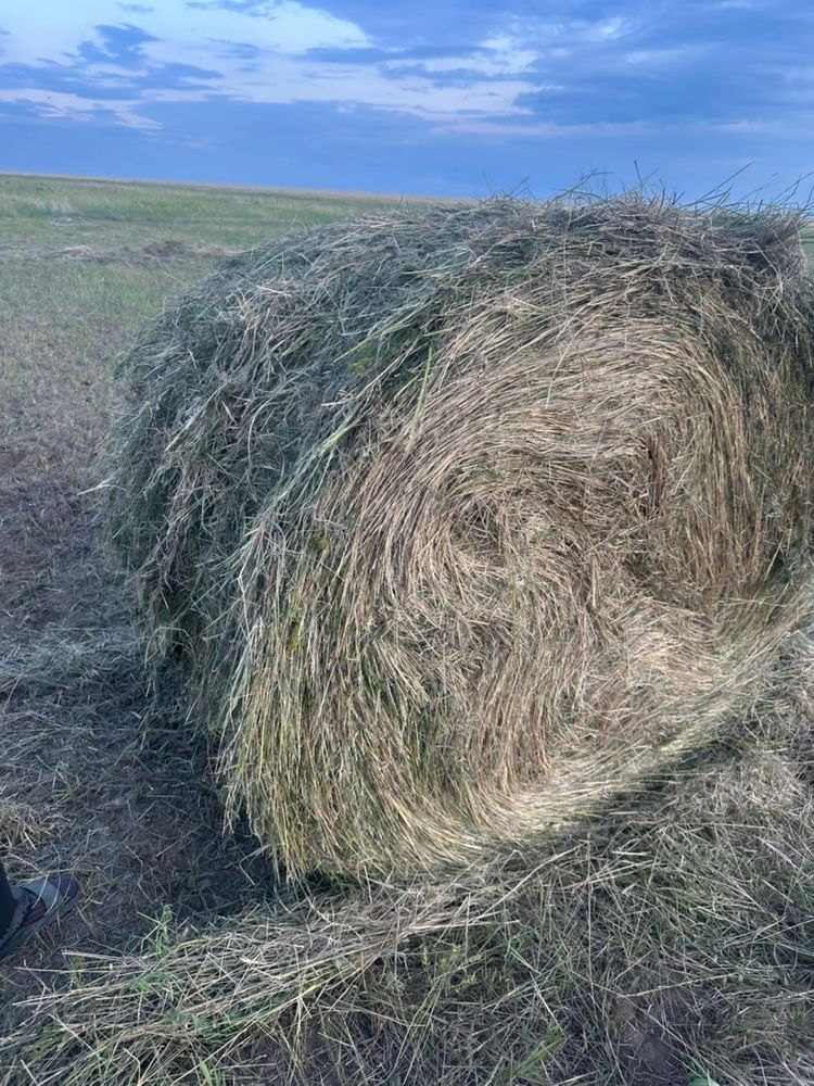 Продам сено в рулонах