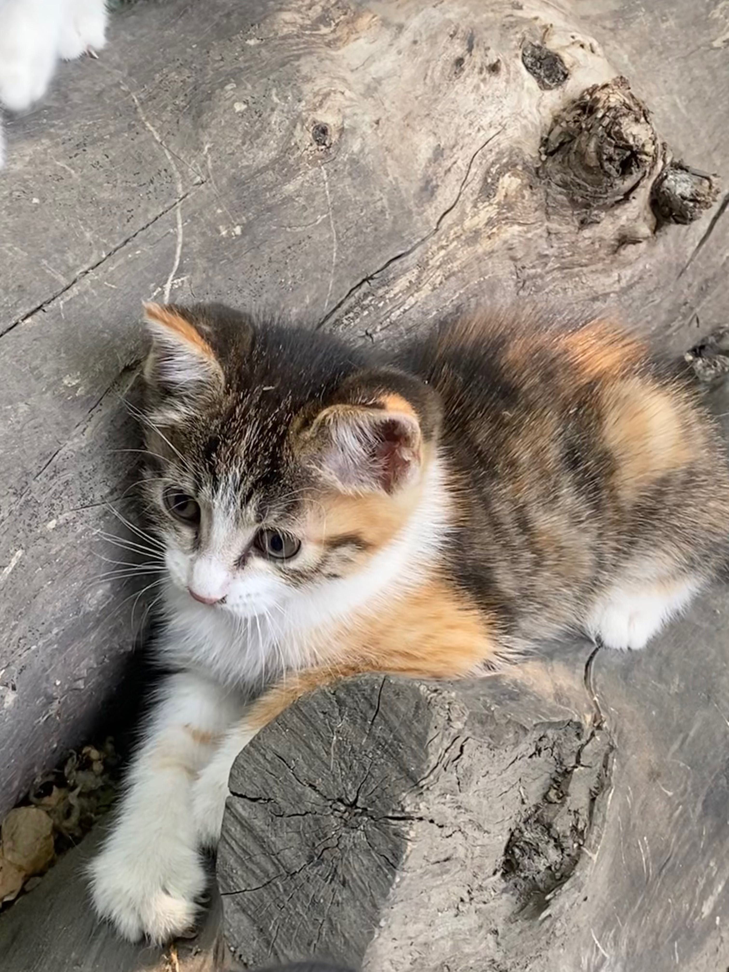 Котят в добрые заботливые руки