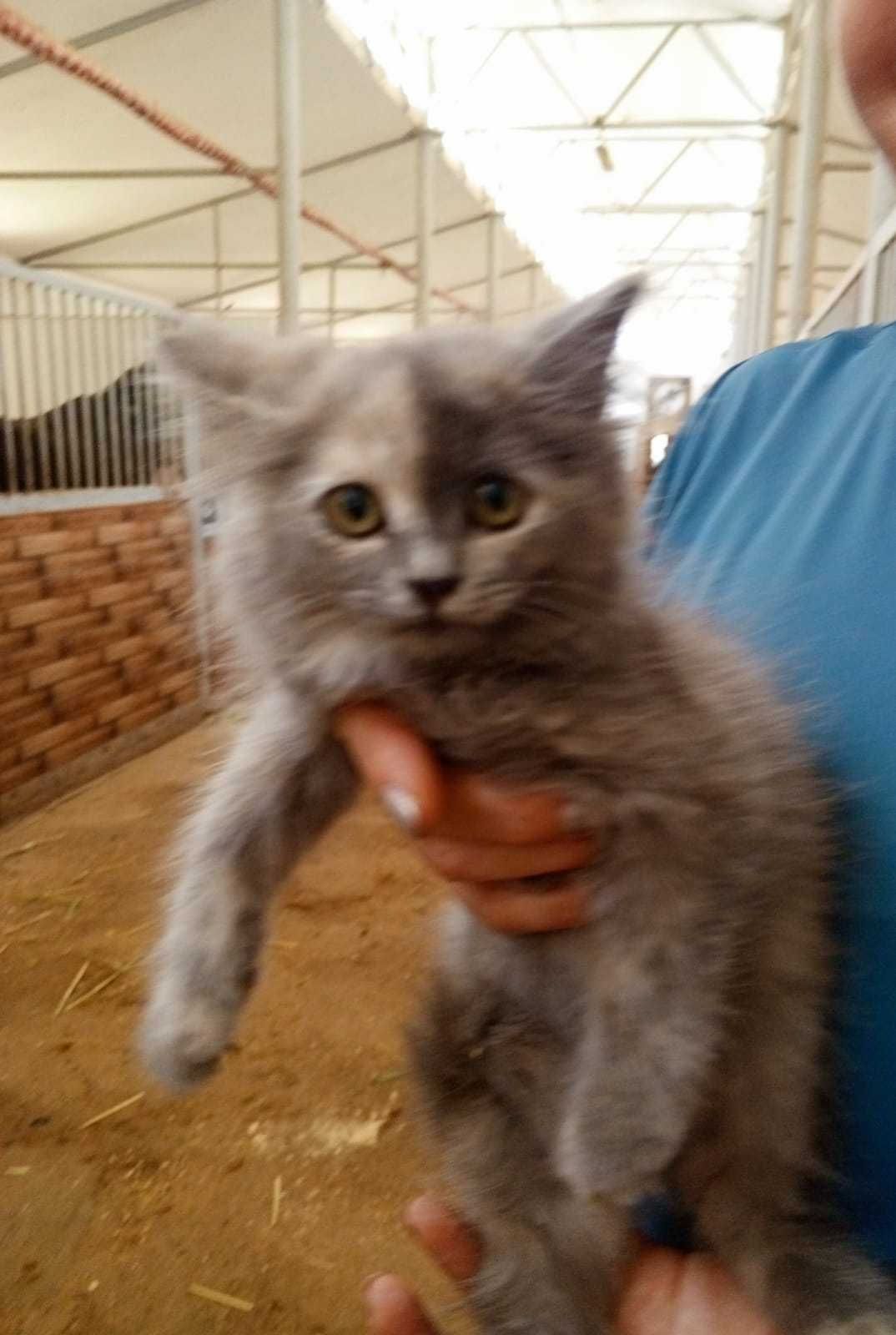 Отдам котят в добрые руки
