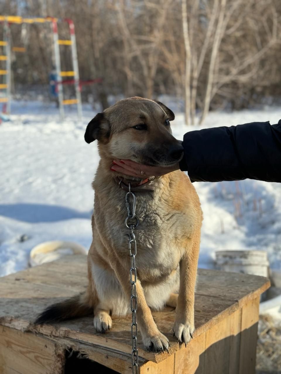 Отдам собаку бесплатно