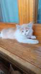 отдам котенка в добрые руки