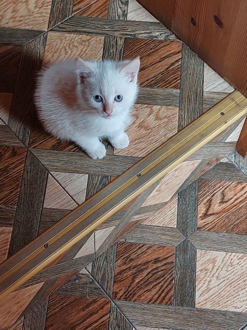 Котята,кошка   помесные домашние
