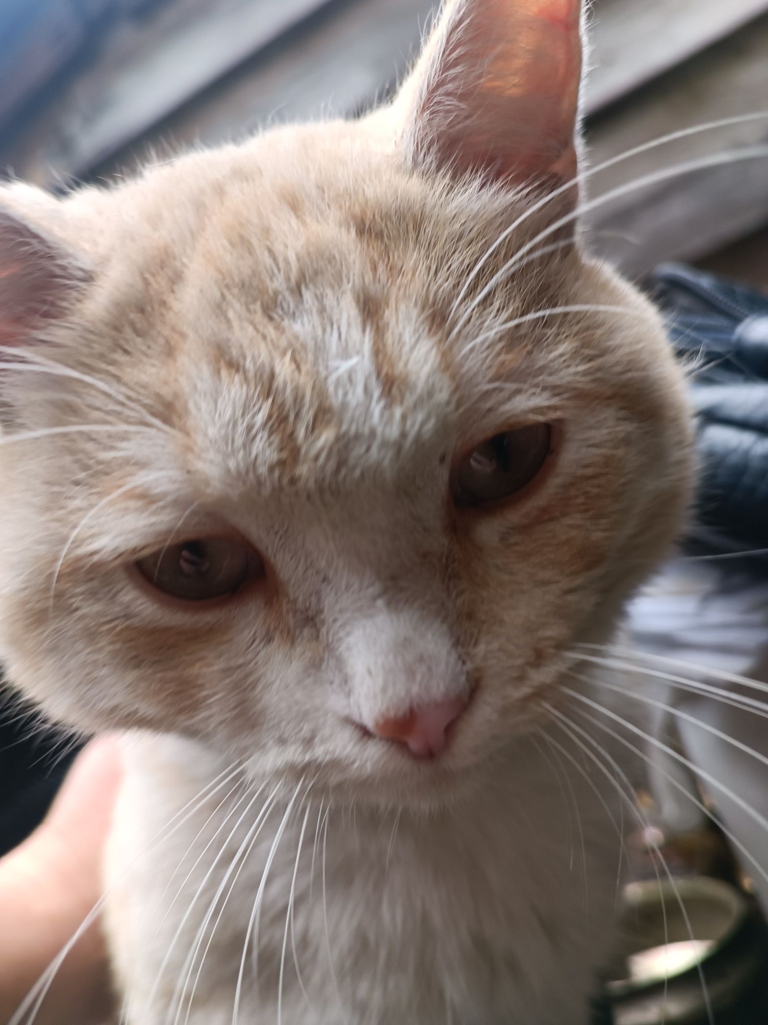 Отдам рыжего котика